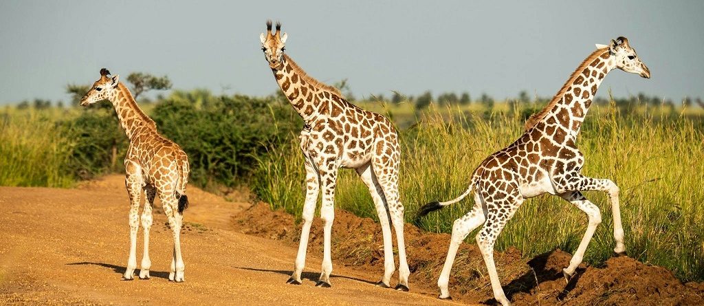 Best time to visit Uganda