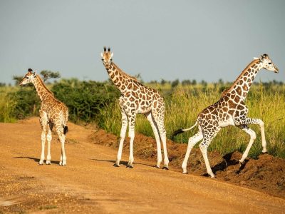 Best time to visit Uganda
