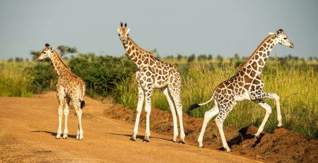 Best time to visit Uganda