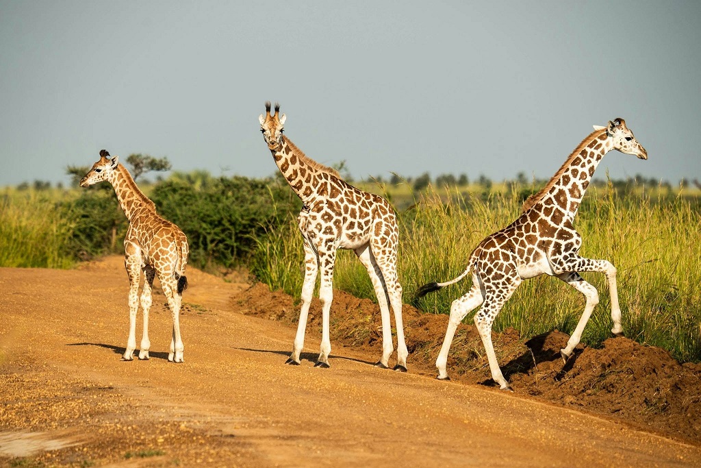 Best time to visit Uganda