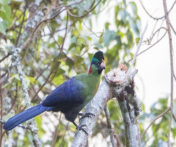Best Destinations for Uganda Birding Safaris