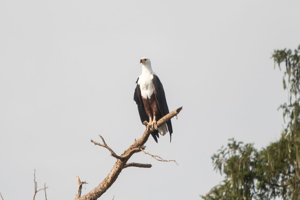 10 Birds to Spot on a Birding Safari in Rwanda