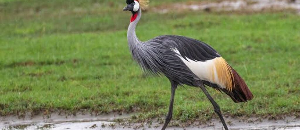10 Birds to Spot on a Birding Safari in Rwanda