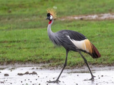 10 Birds to Spot on a Birding Safari in Rwanda