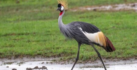10 Birds to Spot on a Birding Safari in Rwanda