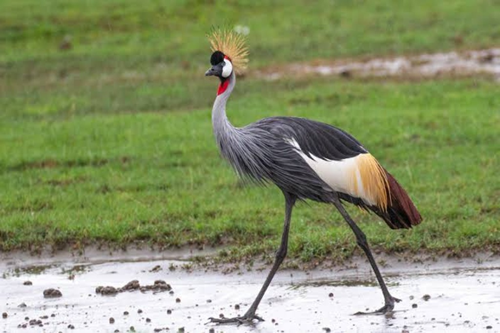 10 Birds to Spot on a Birding Safari in Rwanda
