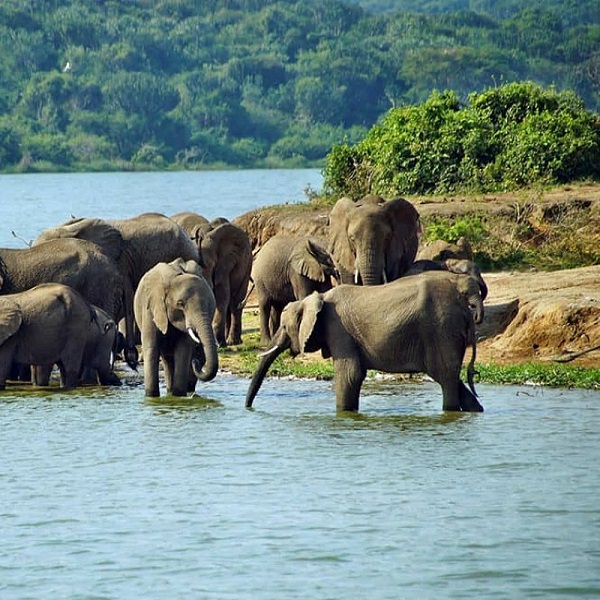 Uganda Big 5 Safaris: Your Complete Guide to Africa's Most Iconic Wildlife in the Pearl of Africa