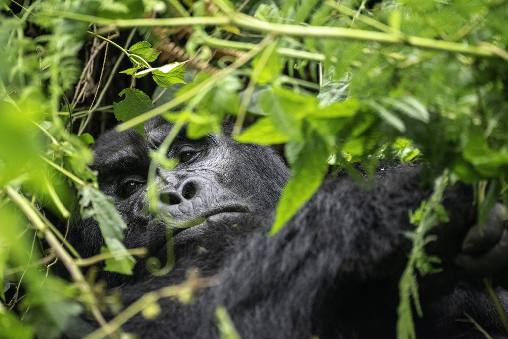 Best Five Gorilla Safari Lodges in Uganda
