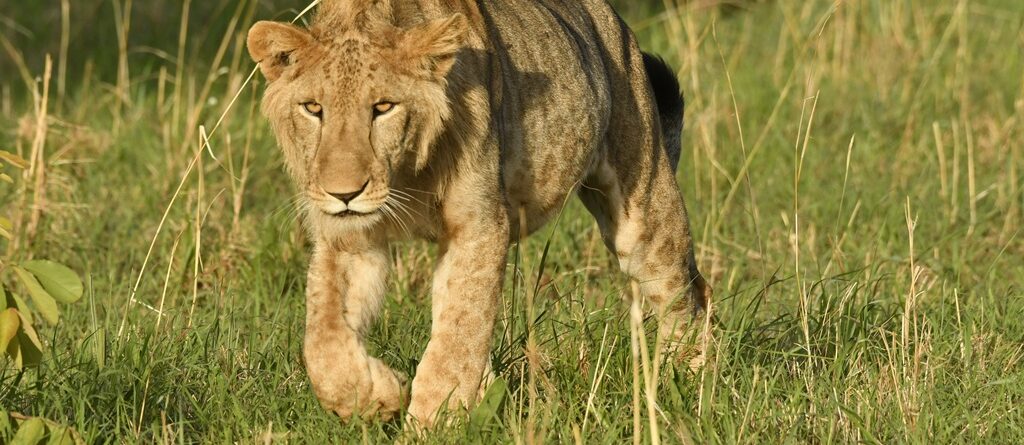 Best Places to See Lions in Uganda