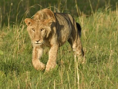 Best Places to See Lions in Uganda