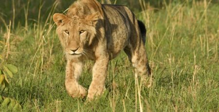 Best Places to See Lions in Uganda