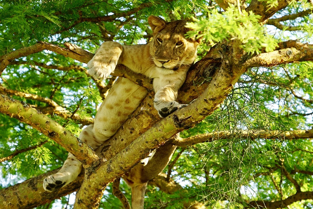 Best Places to See Lions in Uganda