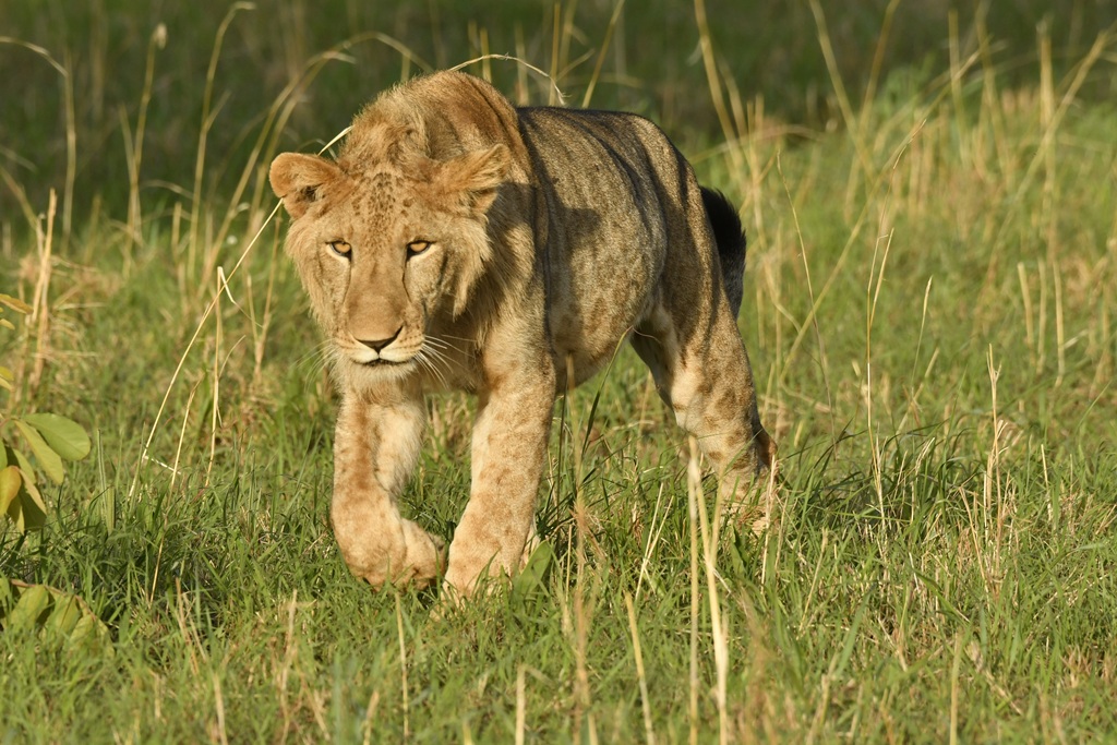 Best Places to See Lions in Uganda