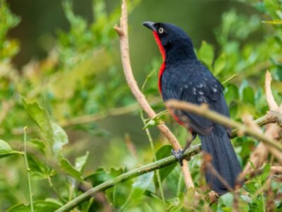 Birding in Bwindi Impenetrable National Park