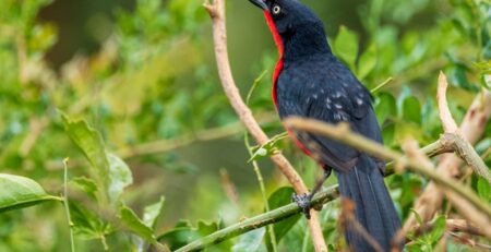 Birding in Bwindi Impenetrable National Park