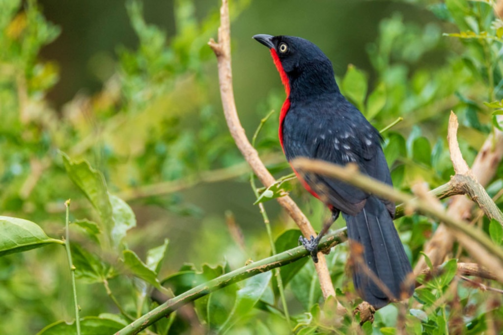 Birding in Bwindi Impenetrable National Park