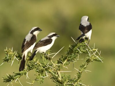 Birding in Murchison Falls National Park