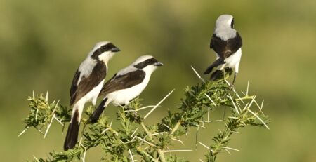 Birding in Murchison Falls National Park