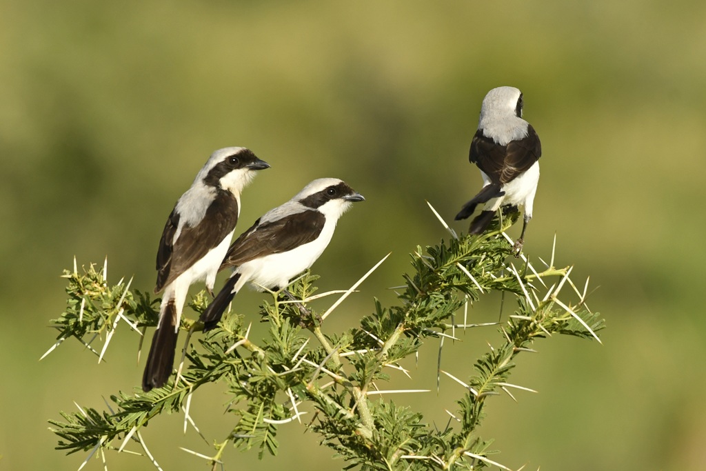 Birding in Murchison Falls National Park