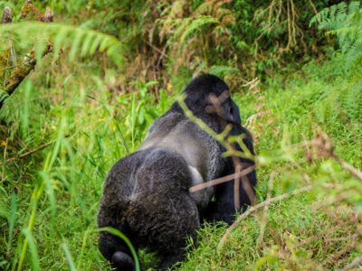 Endangered Primates in Uganda