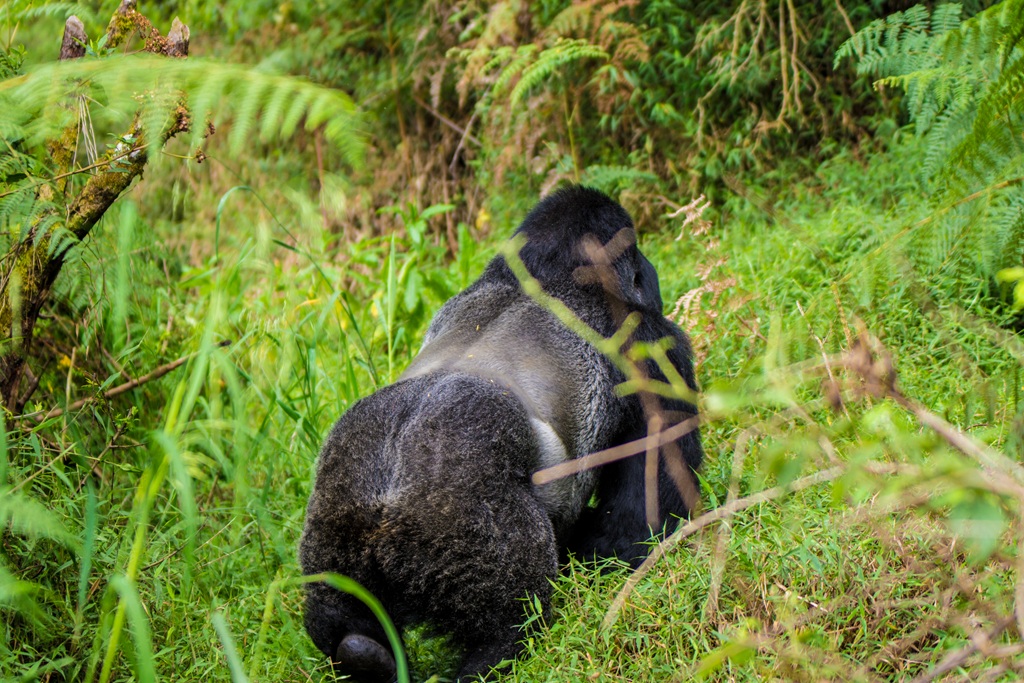 Endangered Primates in Uganda