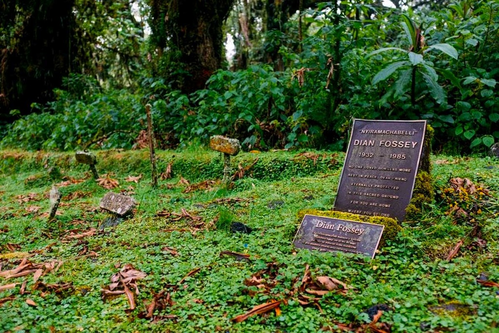 Guide to Dian Fossey Hike
