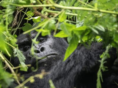Hiking Trails in Bwindi Impenetrable National Park