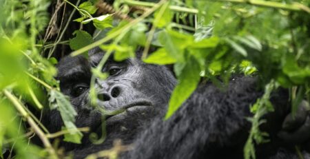 Hiking Trails in Bwindi Impenetrable National Park