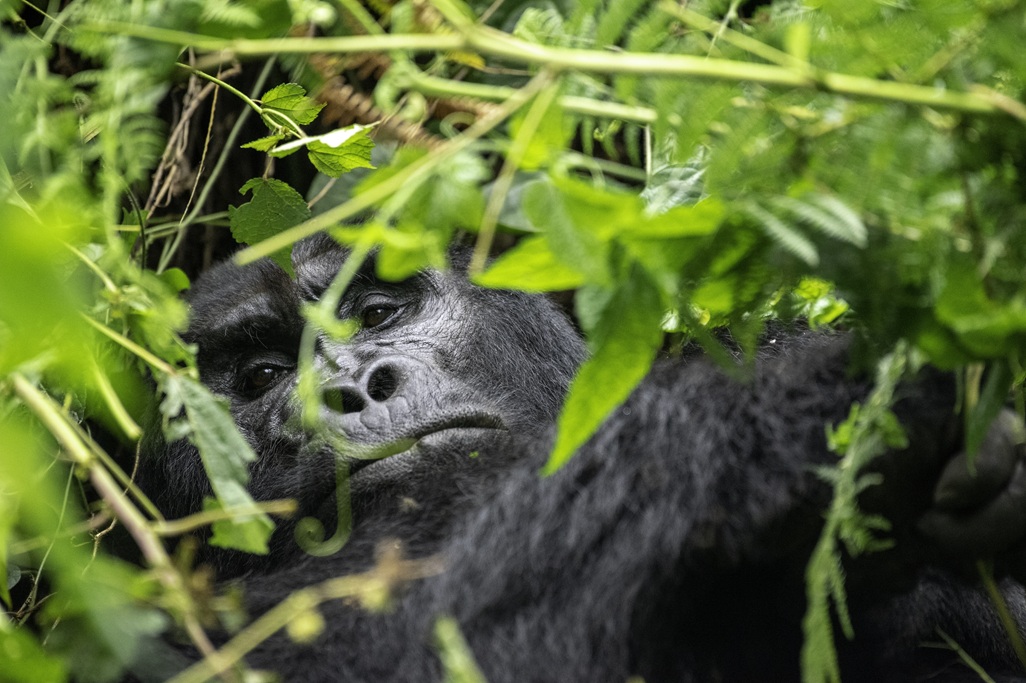 Hiking Trails in Bwindi Impenetrable National Park
