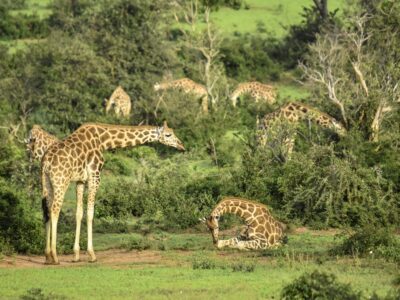 Interesting Facts About Giraffes