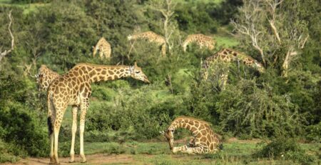 Interesting Facts About Giraffes
