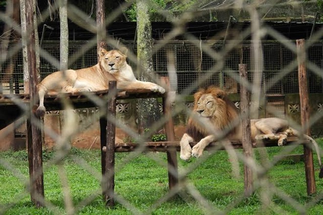 Things to Do at Uganda Wildlife Education Centre