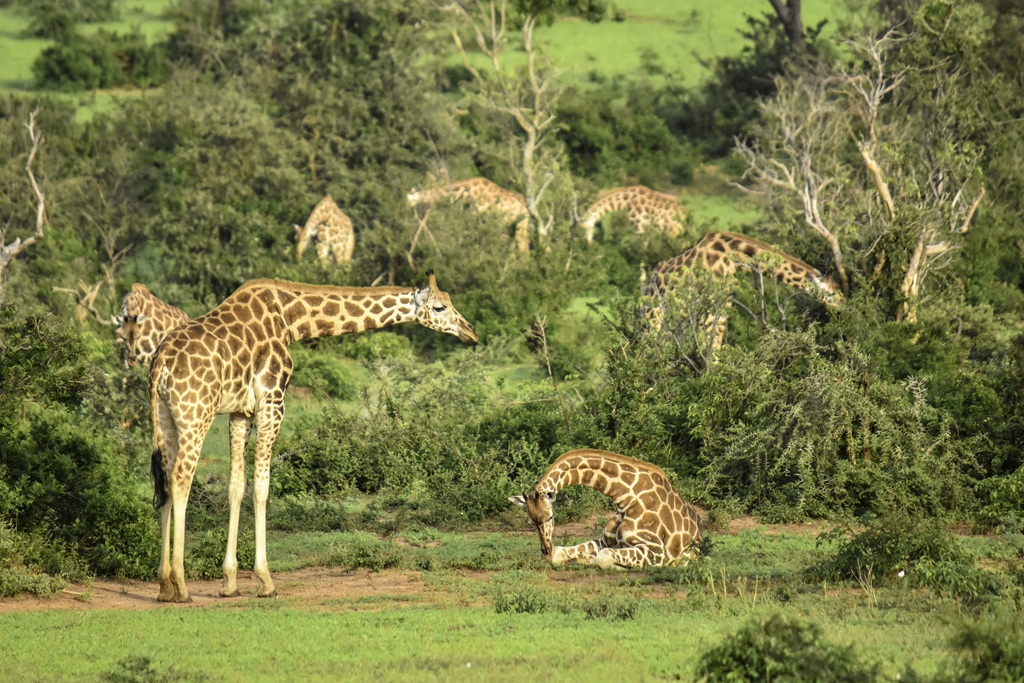 Top 10 Activities to Do on Your Uganda Safari