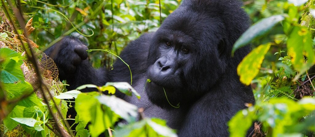 What Is Uganda Famous For