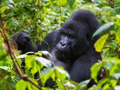 What Is Uganda Famous For