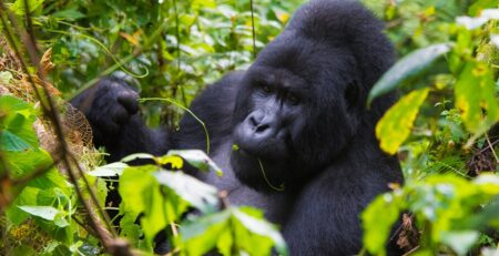What Is Uganda Famous For