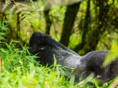 What Is the Best Country to Do Gorilla Trekking In Africa?