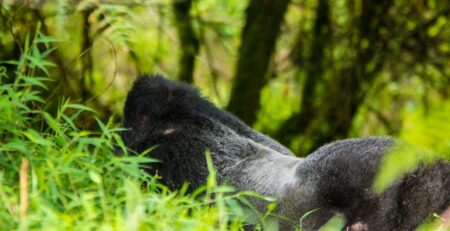 What Is the Best Country to Do Gorilla Trekking In Africa?