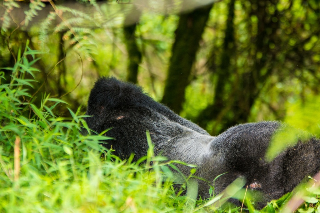 What Is the Best Country to Do Gorilla Trekking In Africa?