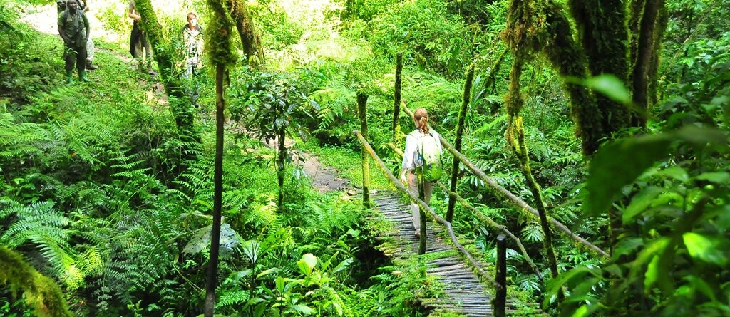 Where to Go for Nature Walks in Uganda