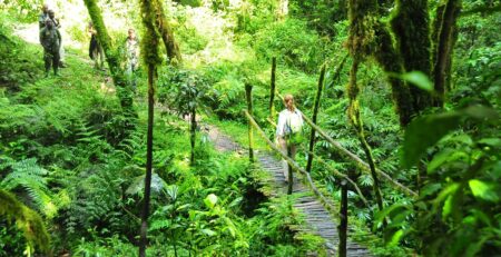 Where to Go for Nature Walks in Uganda