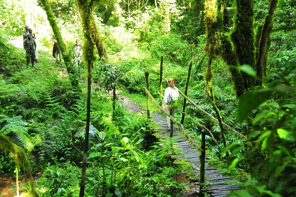 Where to Go for Nature Walks in Uganda