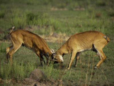 Where to Go for Photography Safaris in Uganda