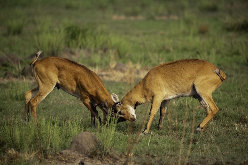 Where to Go for Photography Safaris in Uganda