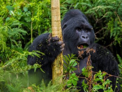 Where to See Mountain Gorillas in Africa