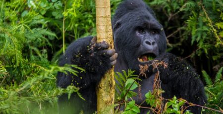 Where to See Mountain Gorillas in Africa