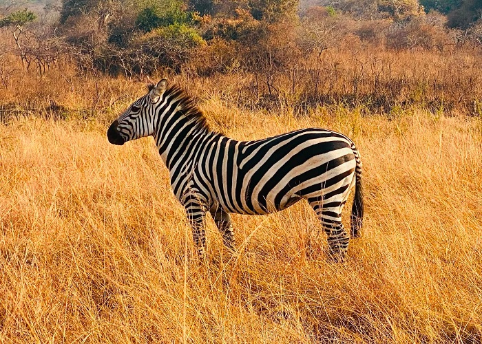What Is the Best Time to Go to Rwanda?