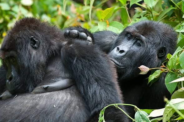 Where to Do Gorilla Trekking in Rwanda?