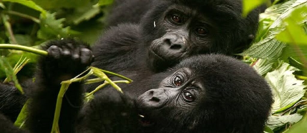 Where to Do Gorilla Trekking in Rwanda?