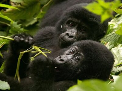Where to Do Gorilla Trekking in Rwanda?